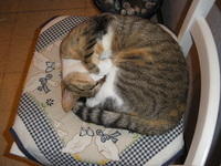 Ronronette (en panne)